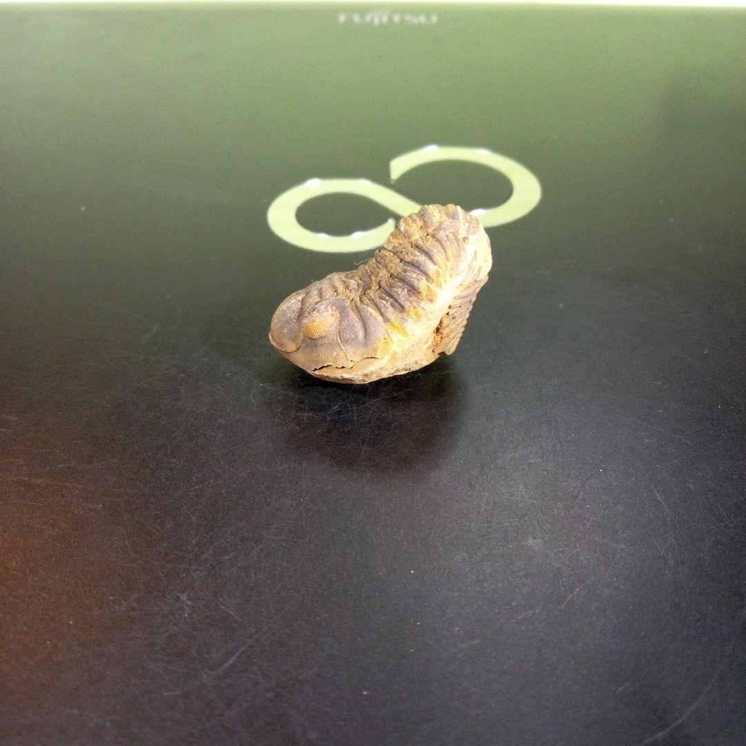三葉虫　化石　fossil　海　ボリビア産　trilobite　海生動物分類③
