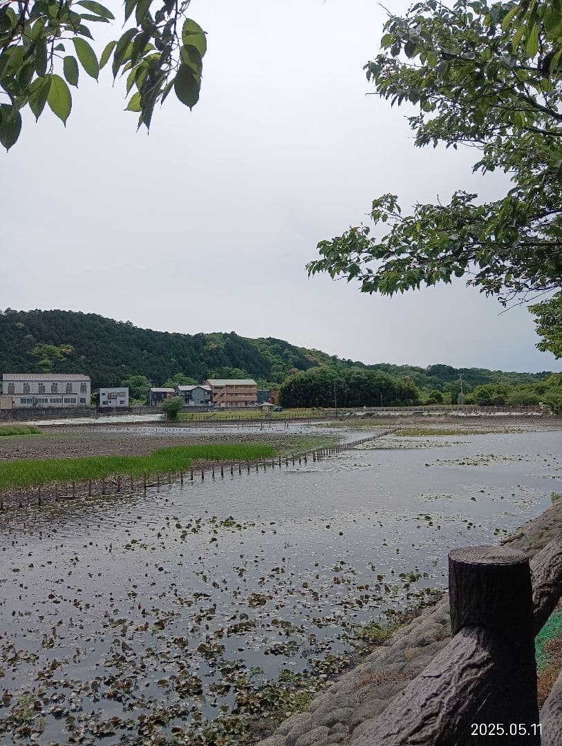 ニホンミツバチの百花蜜　国産天然ハチミツ　1180グラムと580グラム　各1本