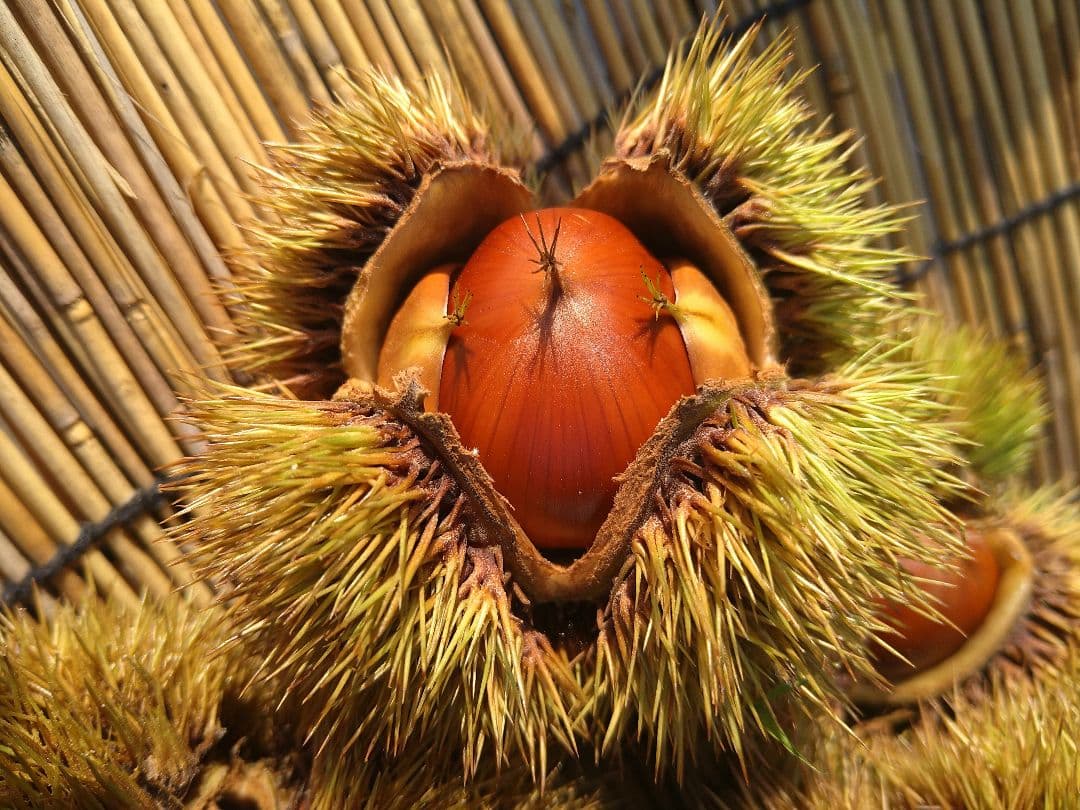 ⭕あっちゃん ❗　格安❗京都府丹波産 無農薬 丹波栗❗ミックス5kg詰め❗