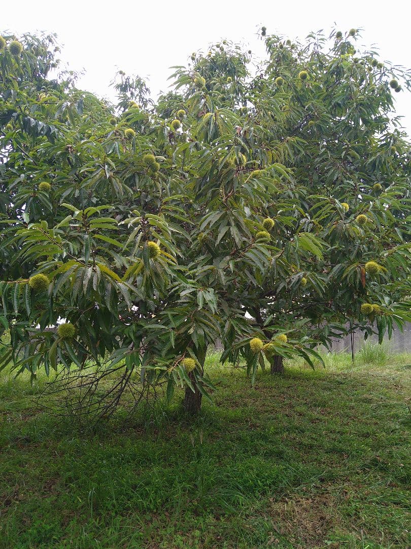 ⭕あっちゃん ❗　格安❗京都府丹波産 無農薬 丹波栗❗ミックス5kg詰め❗