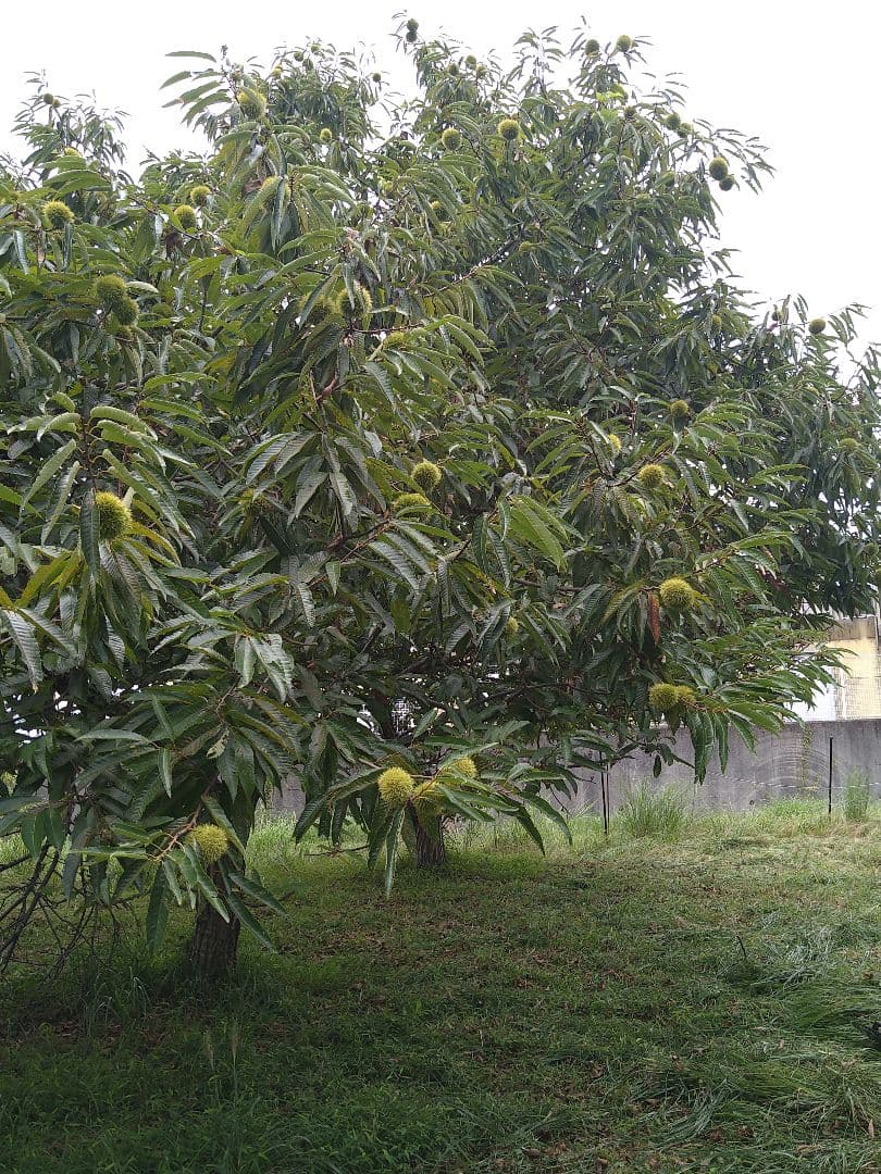 ⭕あっちゃん ❗　格安❗京都府丹波産 無農薬 丹波栗❗ミックス5kg詰め❗