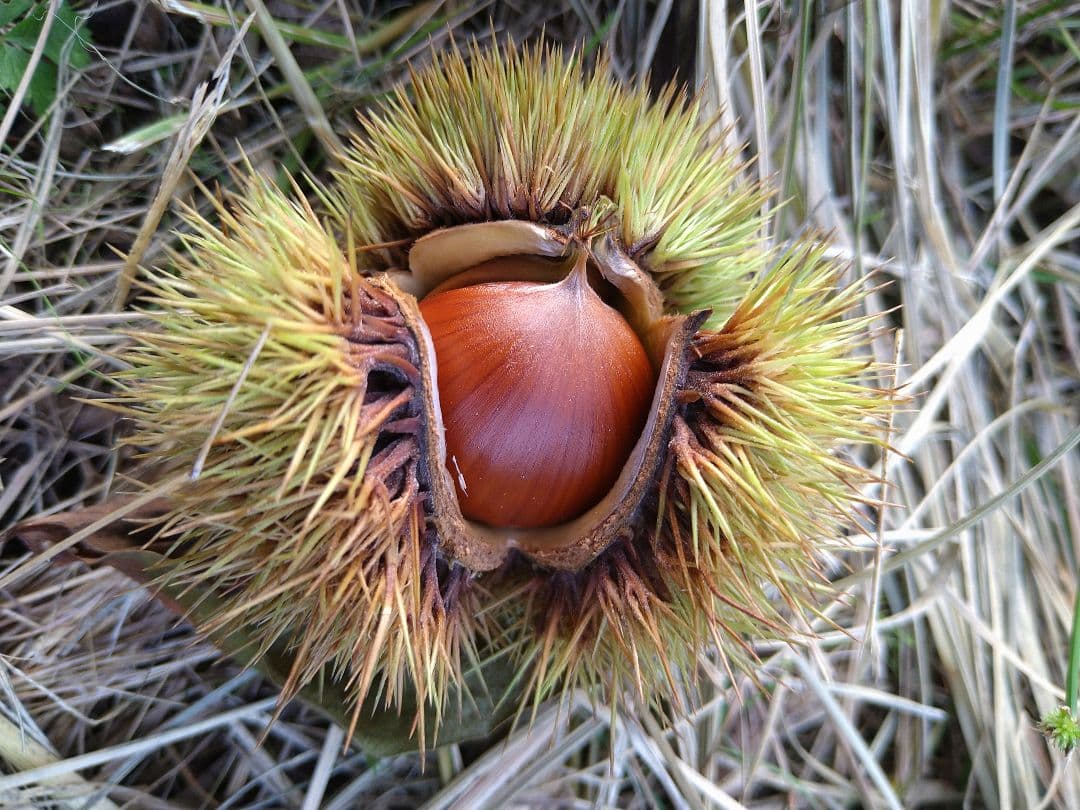 ⭕あっちゃん ❗　格安❗京都府丹波産 無農薬 丹波栗❗ミックス5kg詰め❗