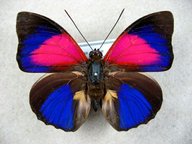 コレクションシリーズ、アグリアス、アエドン、ロドリゲッティー