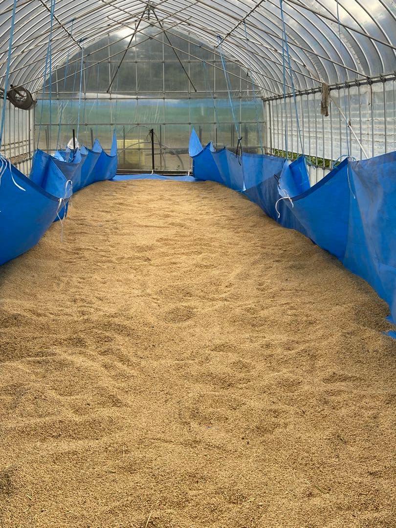 完全通年農薬不使用　令和7年度産うるち米こしひかり玄米　10kg