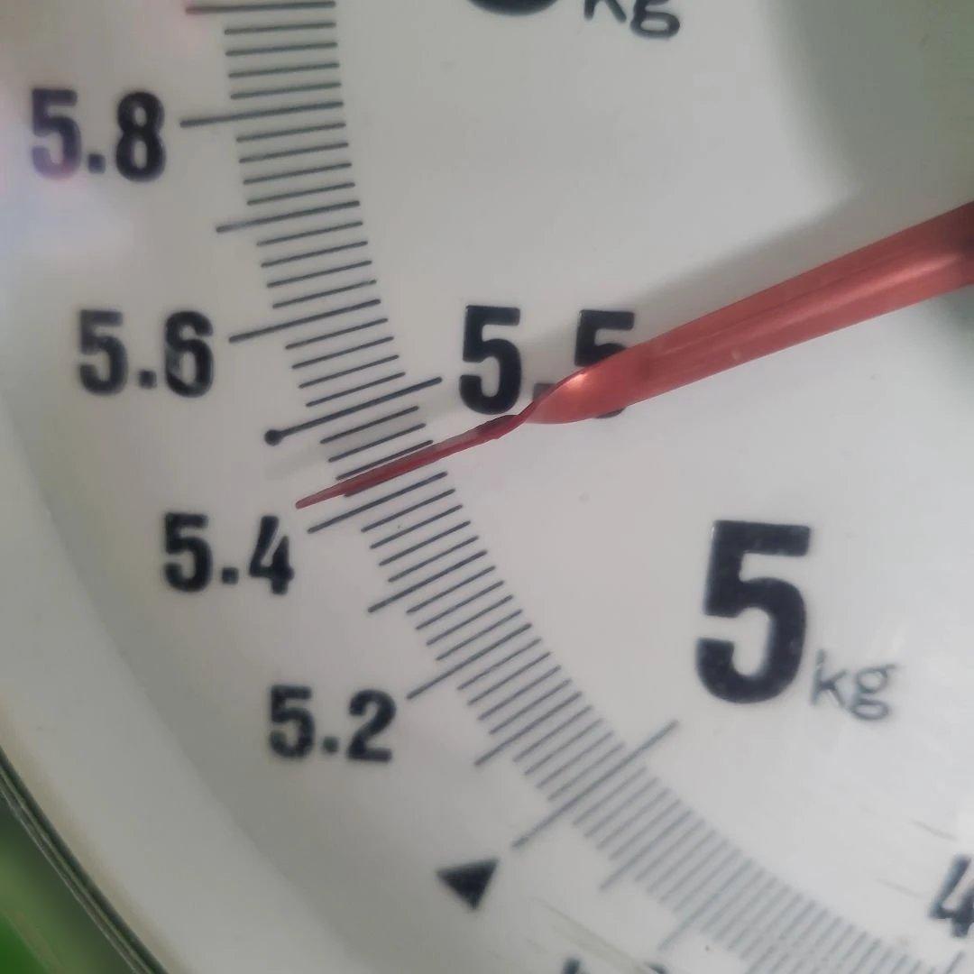 5️⃣ 山梨県産 シャインマスカット １１房入り 箱込み5.4キロ