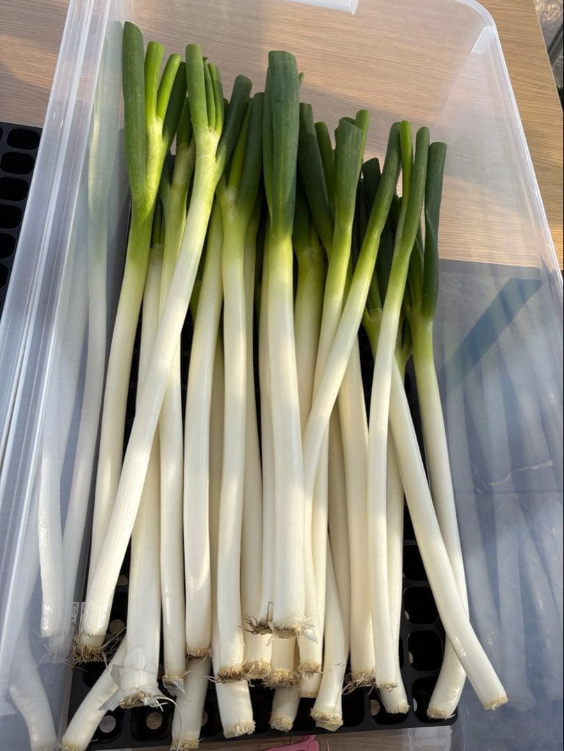 【大容量特価!!】白ネギ 約20kg(約200本) 千葉県東金市産 201