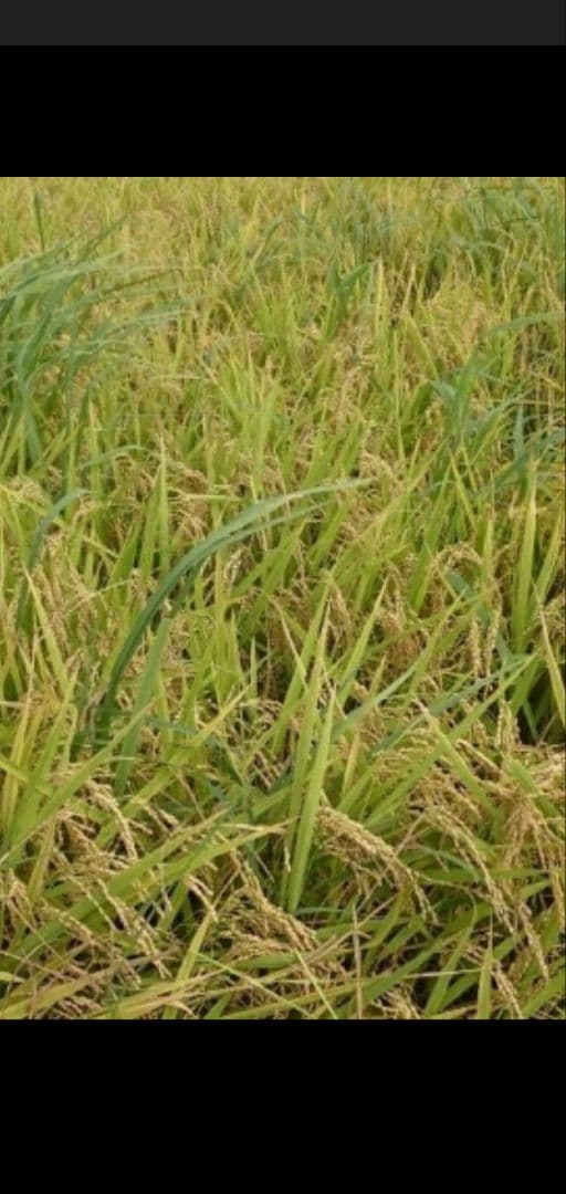 新米 令和７年 華越前 玄米 箱袋体込み30kg　送料込み