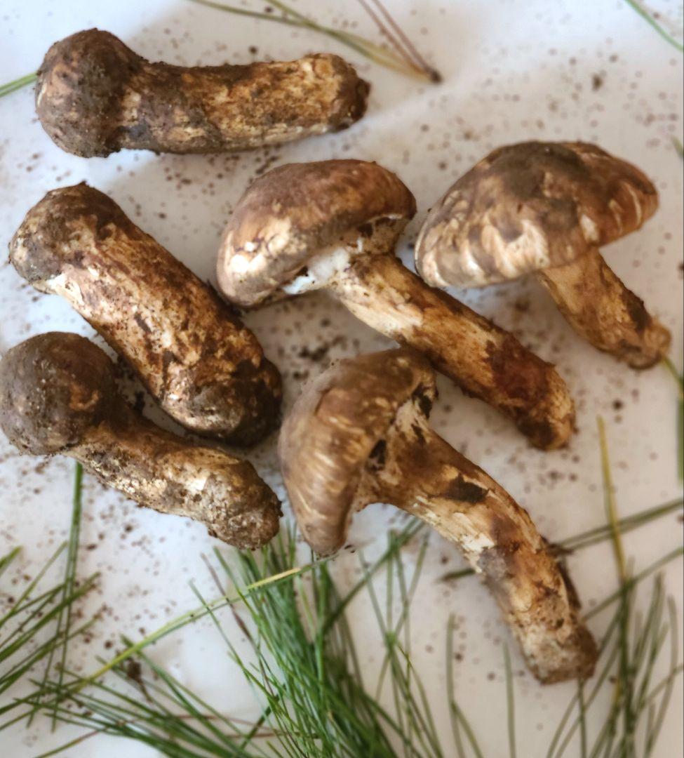 松茸　長野県　 約150g