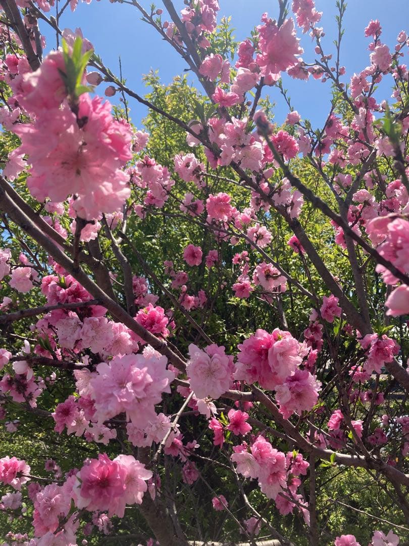 hanamei 　ニホンミツバチ生ハチミツ　蜂蜜　日本蜜蜂　1120g