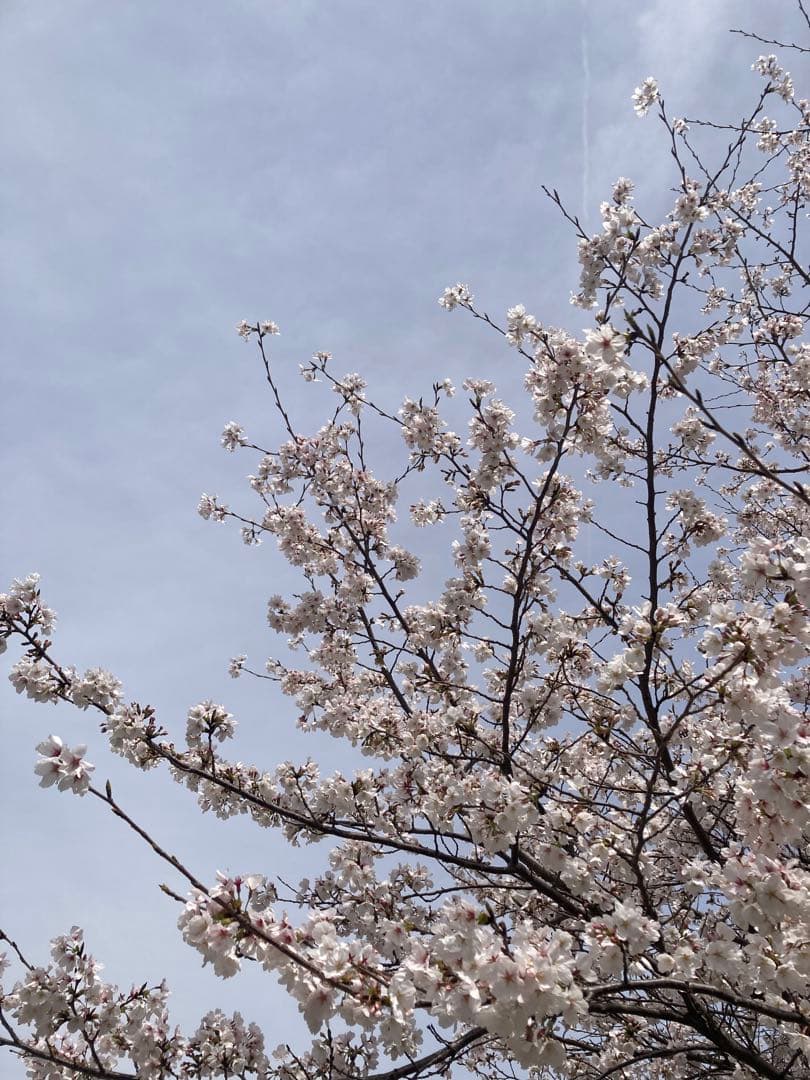 hanamei 　ニホンミツバチ生ハチミツ　蜂蜜　日本蜜蜂　1120g