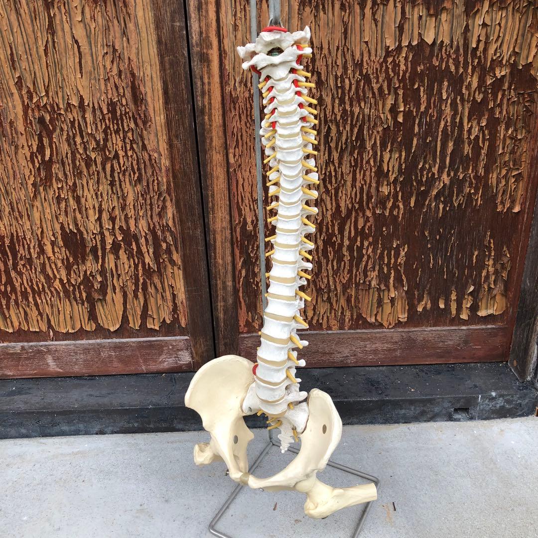 3B 脊椎模型 人体模型 スタンド付 骨格標本　骨盤　ドイツ製