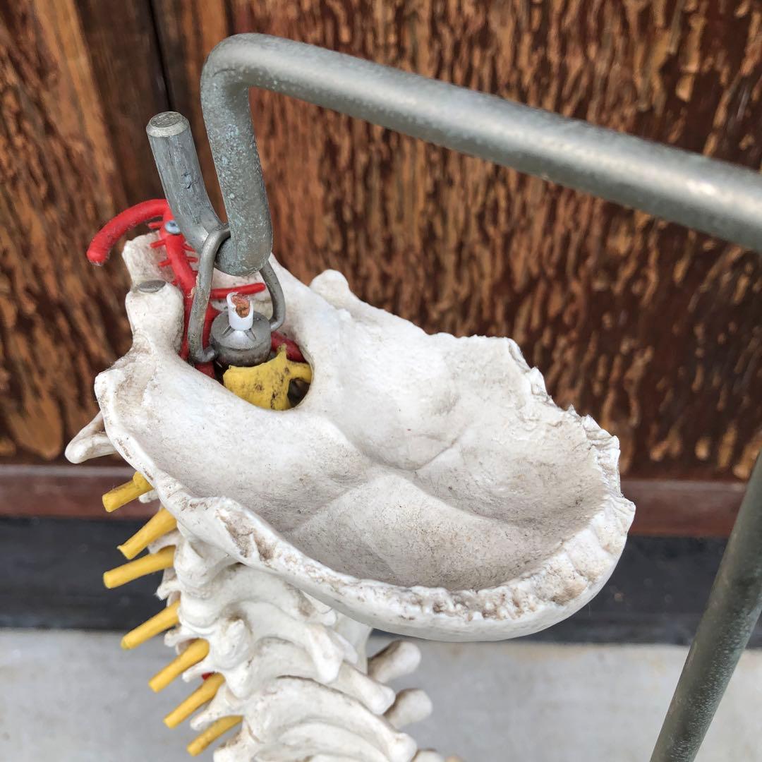 3B 脊椎模型 人体模型 スタンド付 骨格標本　骨盤　ドイツ製