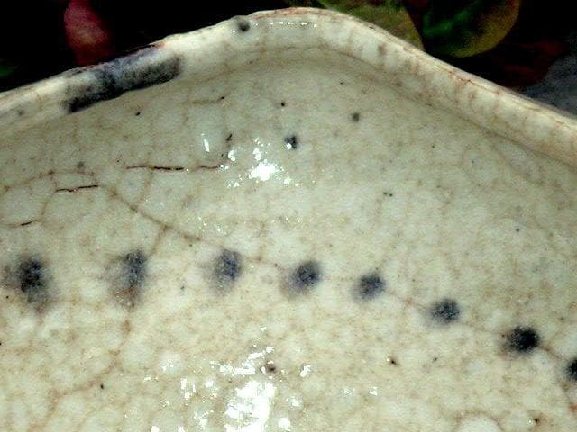 ♥絵志野　鉢　木箱付き　志野　建水　骨董品