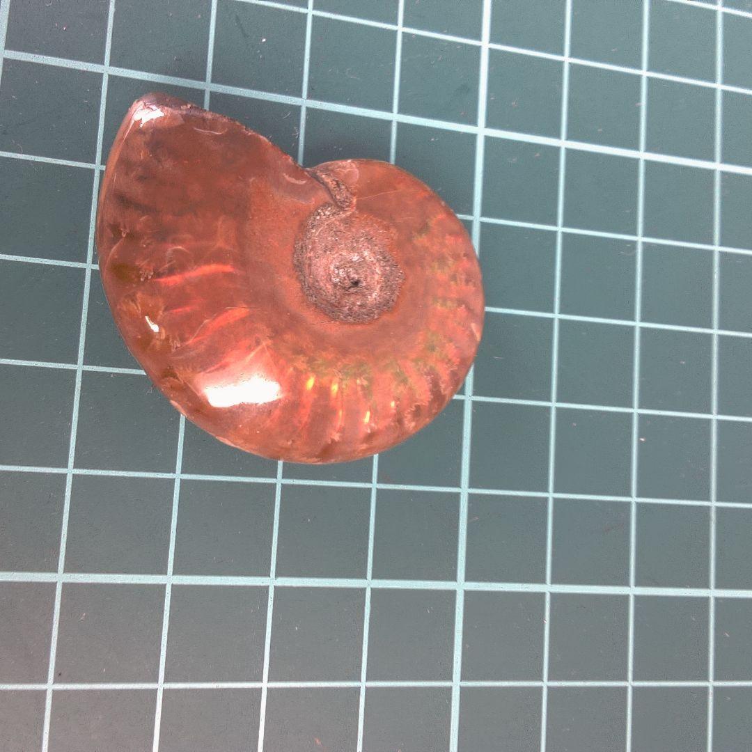小物１ オレンジ色 アンモナイト化石