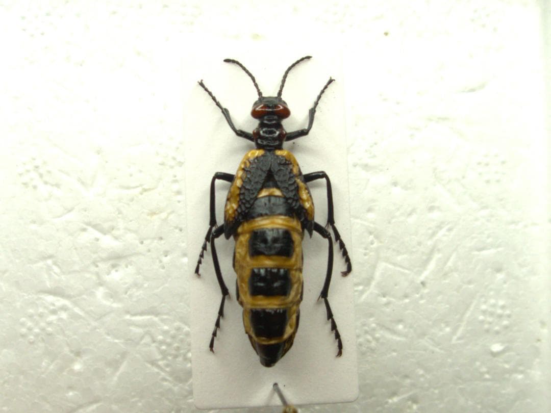 激珍種！チリの毒々し過ぎるツチハンミョウ！！