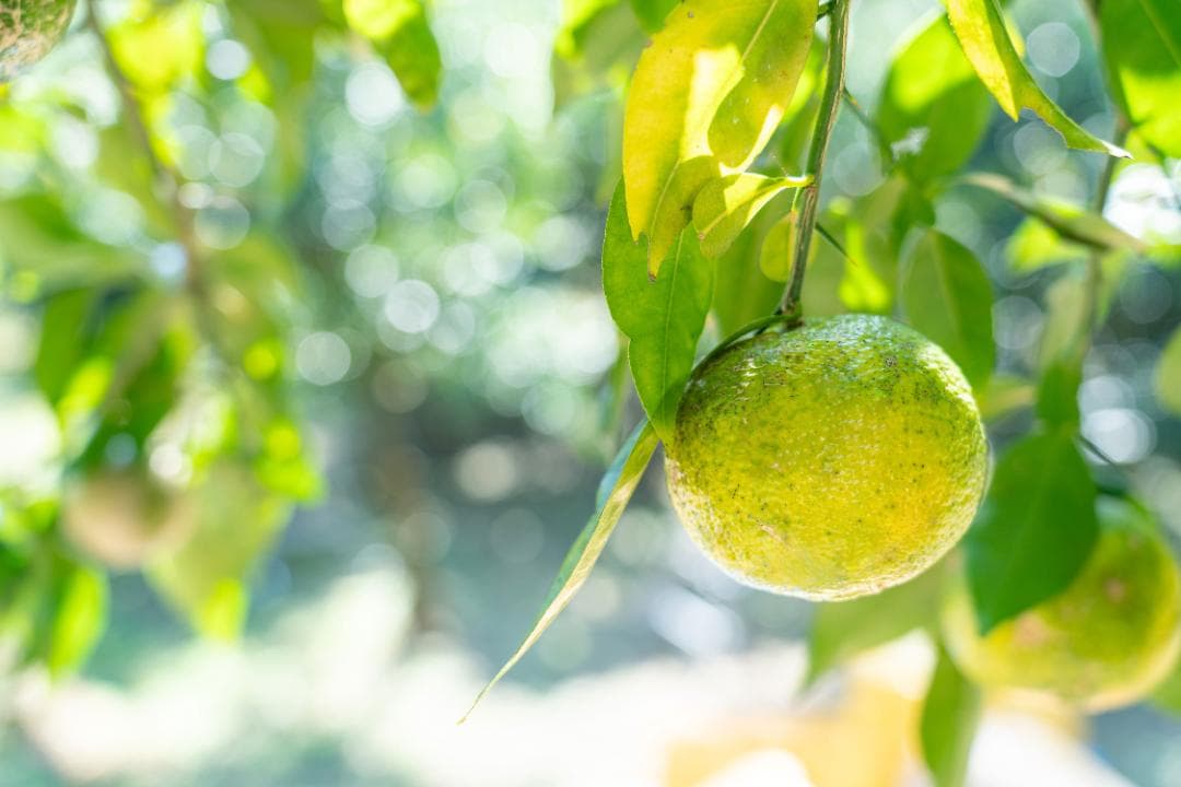 高知県北川村産本柚子約20kg　農薬：栽培期間中不使用