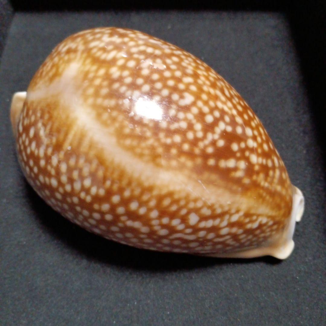 貝殻標本　タカラガイ