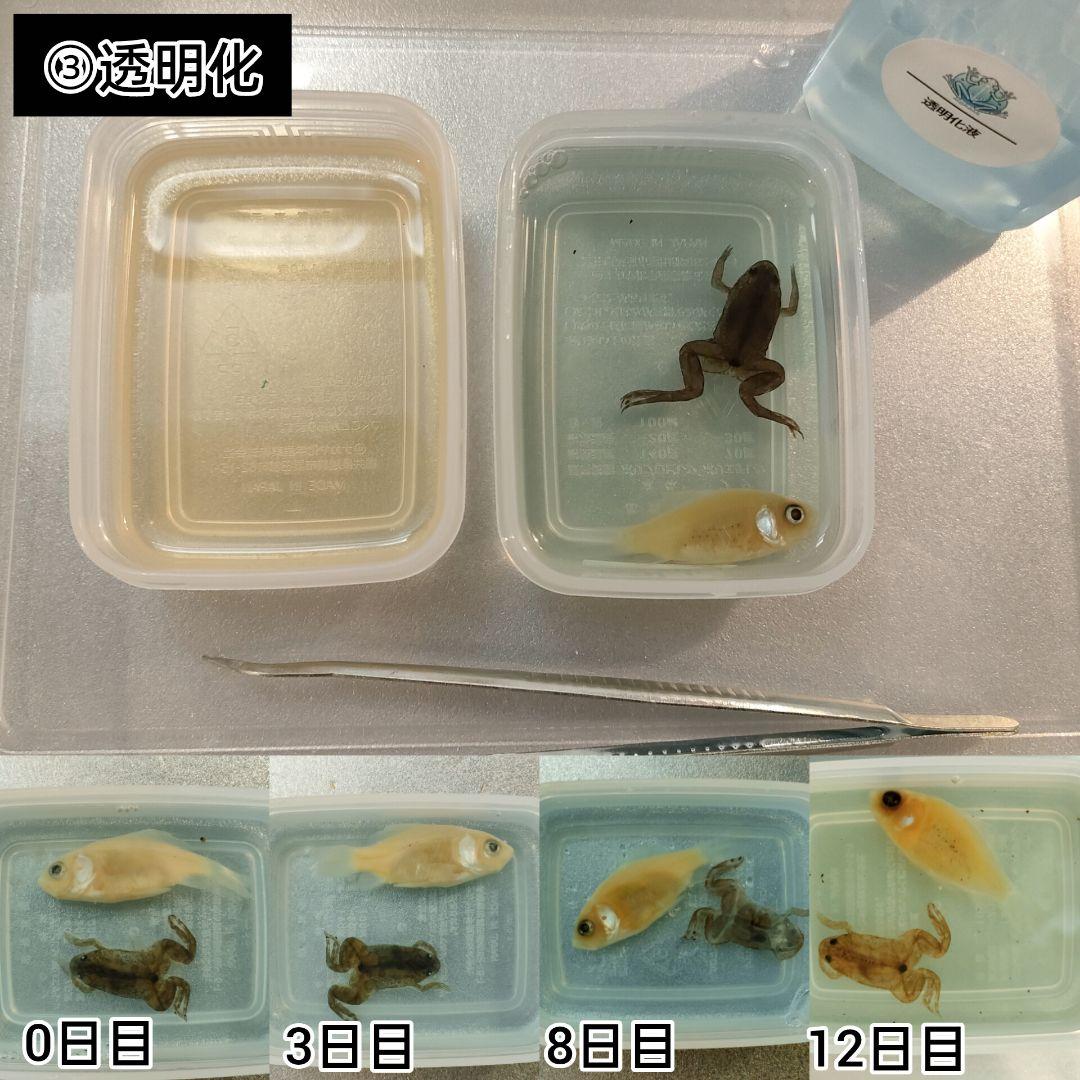 オリジナル商品【透明標本作製キット】(上級) 20点　自由研究 学習教材 改良版