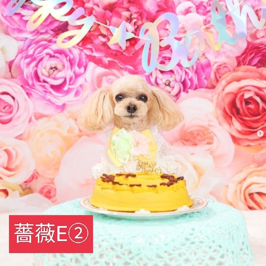 背景布×10枚+2　ペット撮影用ブース　トリミングチョーカー販売中　ペットサロン