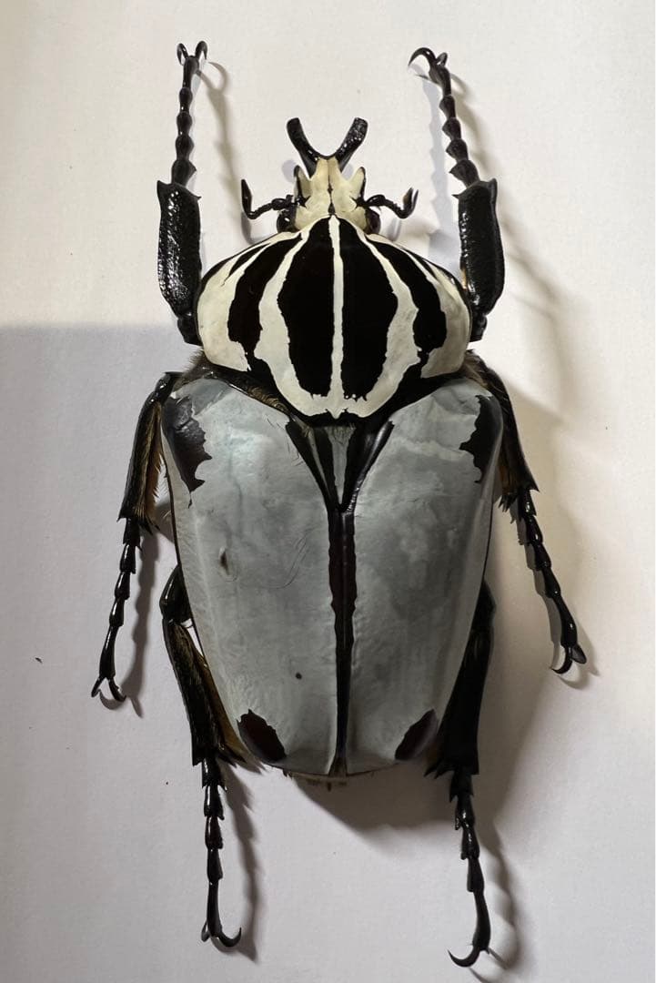 カメルーン産仮展脚ゴライアスオオツノハナムグリ約86mm 胸部修理エリトラグレー