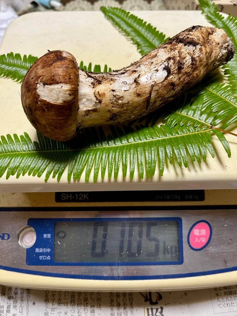 【大阪泉州産】天然松茸 採れたて良品☆1本105g国産