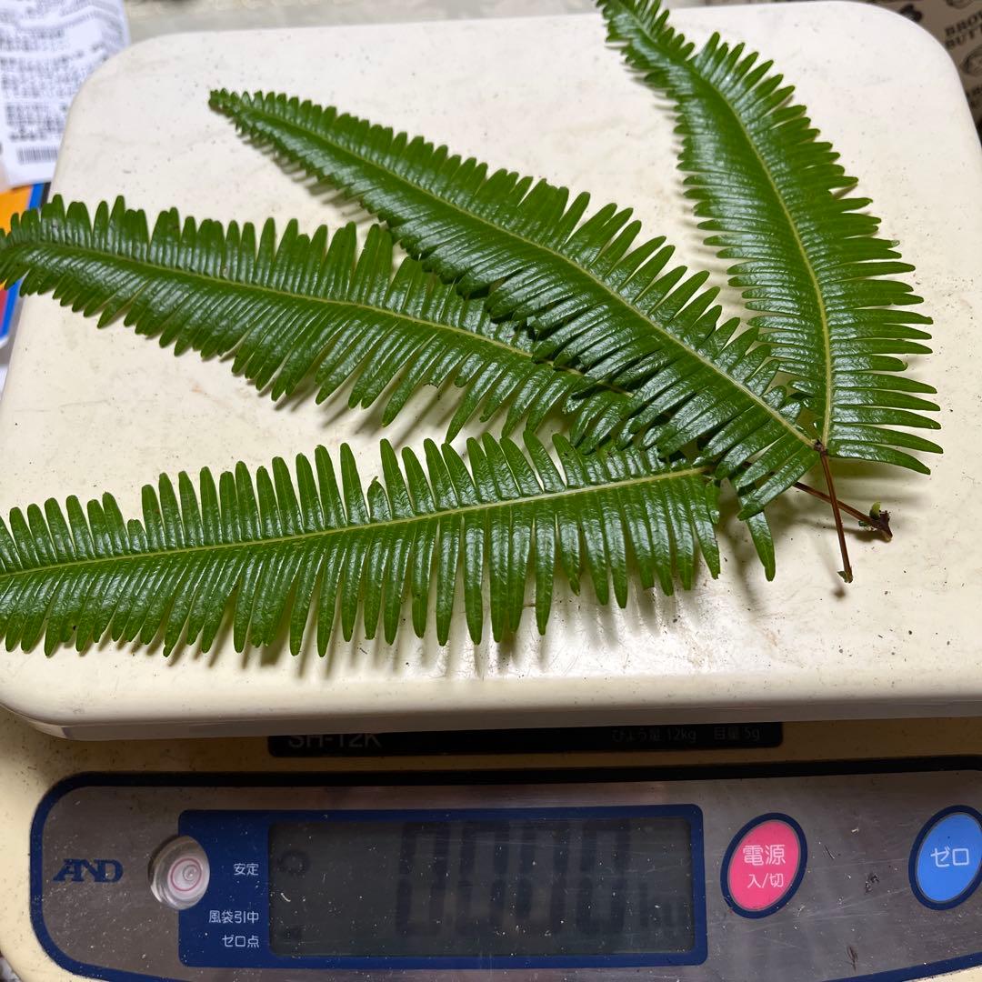 【大阪泉州産】天然松茸 採れたて良品☆1本105g国産