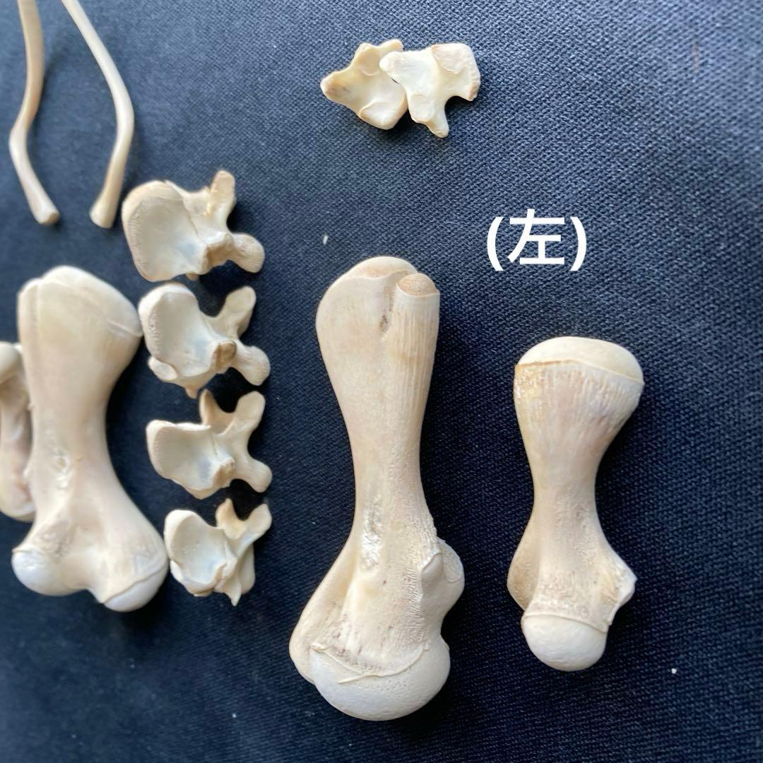 ウミガメの頭骨・頸椎他