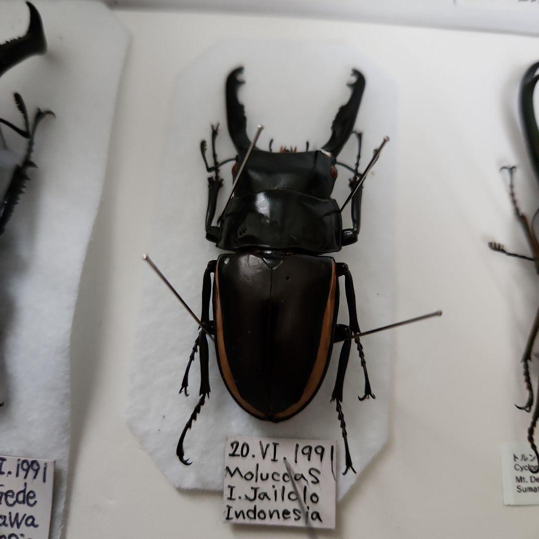 昆虫標本(クワガタ), 8種類
