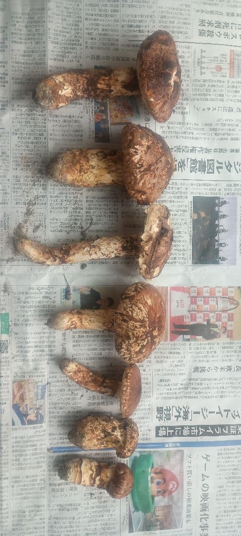 松茸　580㌘　岐阜県産