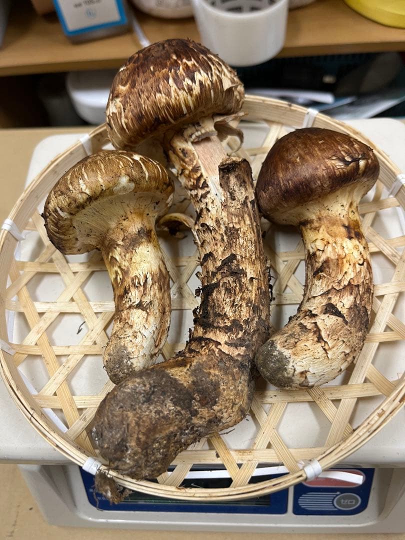 岩手県産松茸　良型　今期最終出品