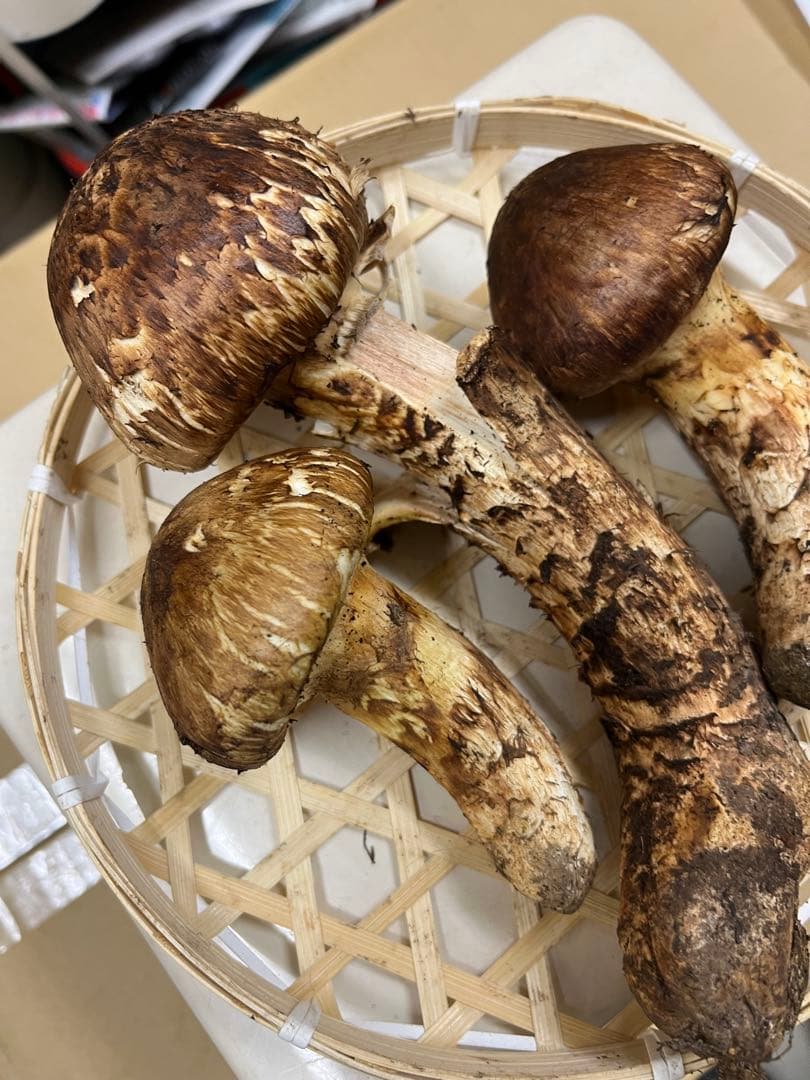 岩手県産松茸　良型　今期最終出品