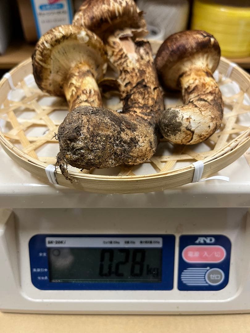 岩手県産松茸　良型　今期最終出品