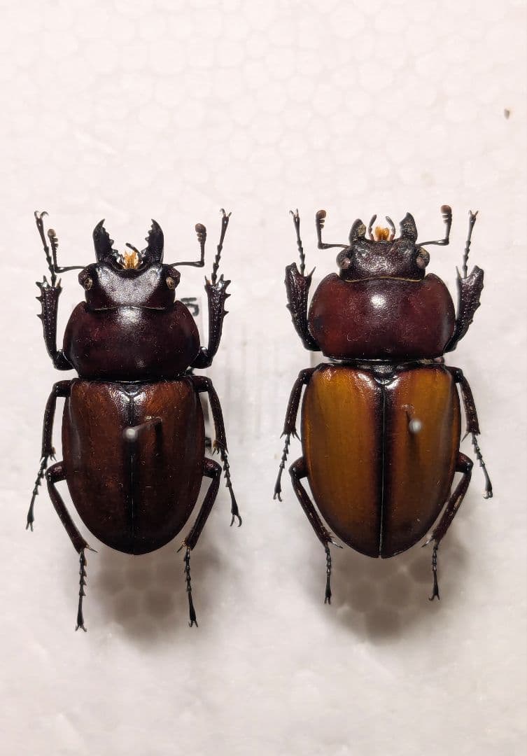 石垣　チャイロマルバネ　ペア