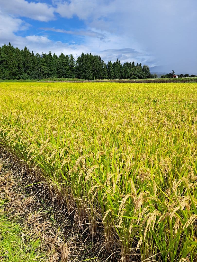 いちごさん専用