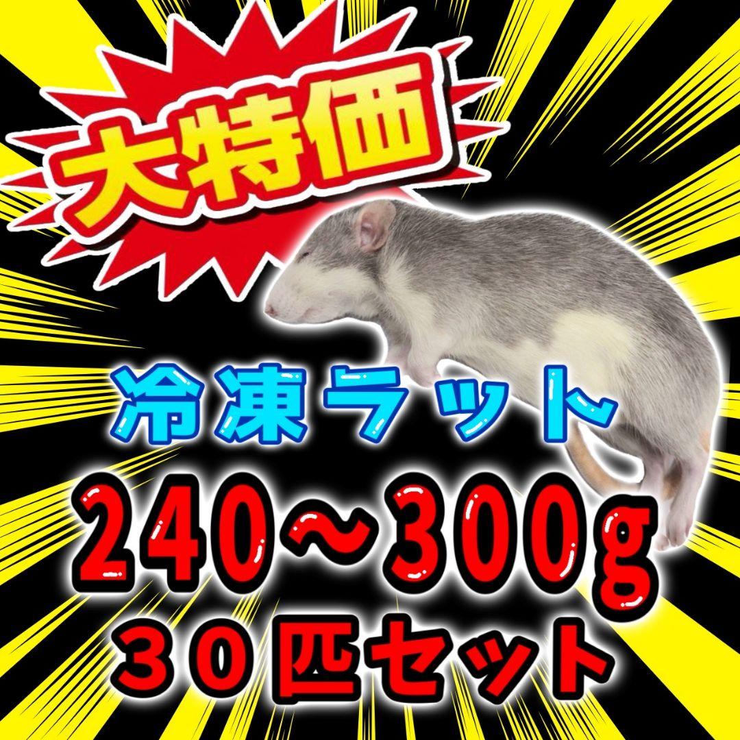 冷凍ラット 240~300g 30匹セット