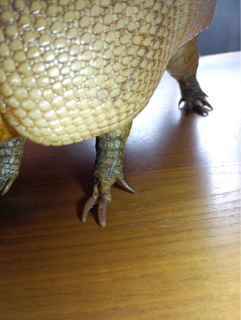 ココノオビアルマジロ　剥製　ワシントン条約 ・日本国内法（種の保存法）対象外