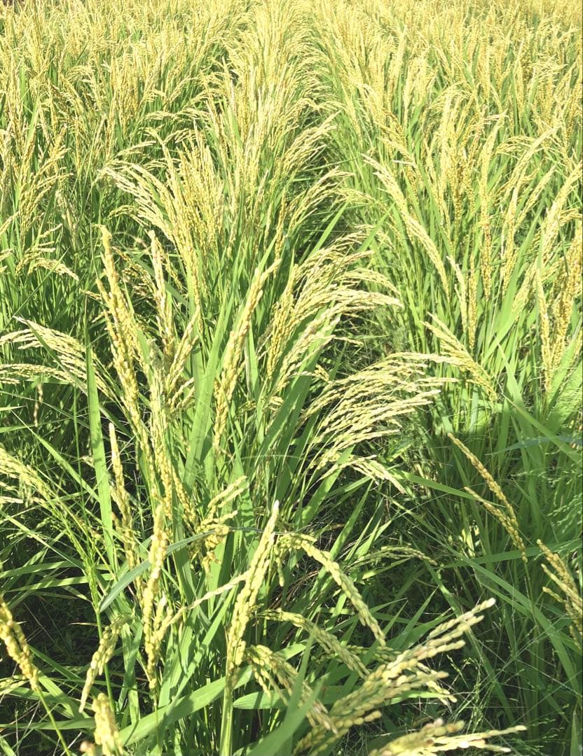 【ブーブ】美味しい新米！【精米後１５ｋｇ】令和7年度三重県産コシヒカリ！