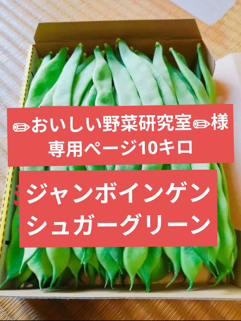 ジャンボインゲン10キロ