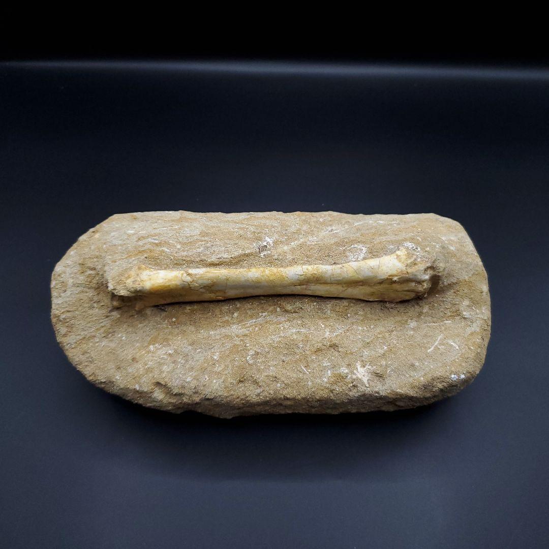 希少 翼竜 アルシオーネ 骨 化石 本物 モロッコ産 190.47mm yk3