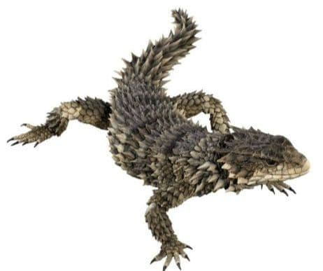 新品輸送箱未開封 いきもの大図鑑アルティメット ナイルワニ＆オオヨロイトカゲ