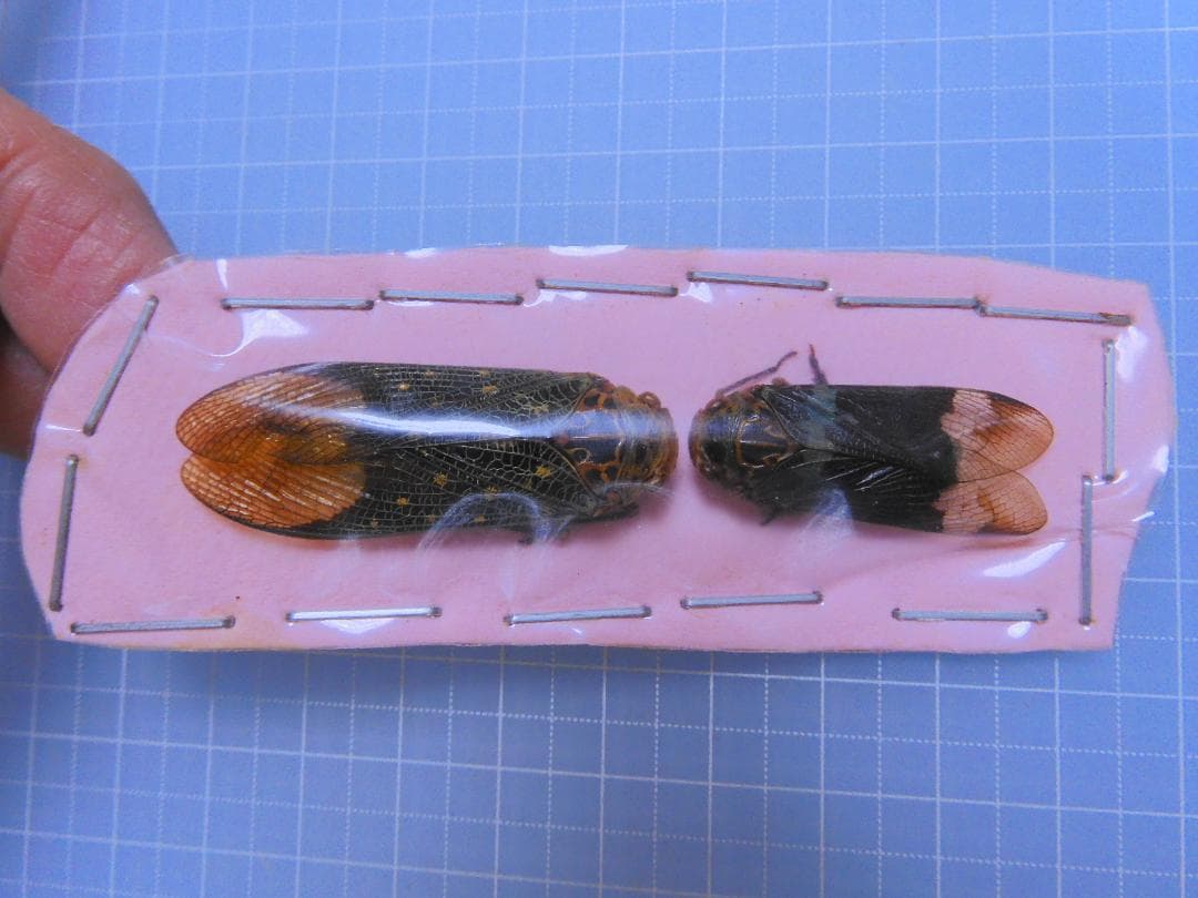 標本 Mexico Homoptera 30mm 40mm only one