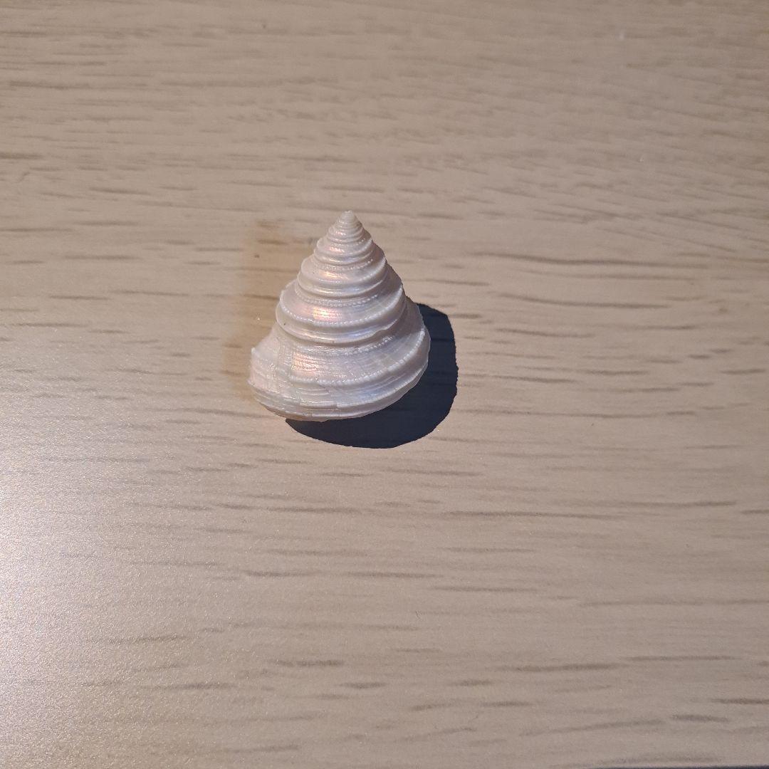 貝殻 Maurea Muriellae