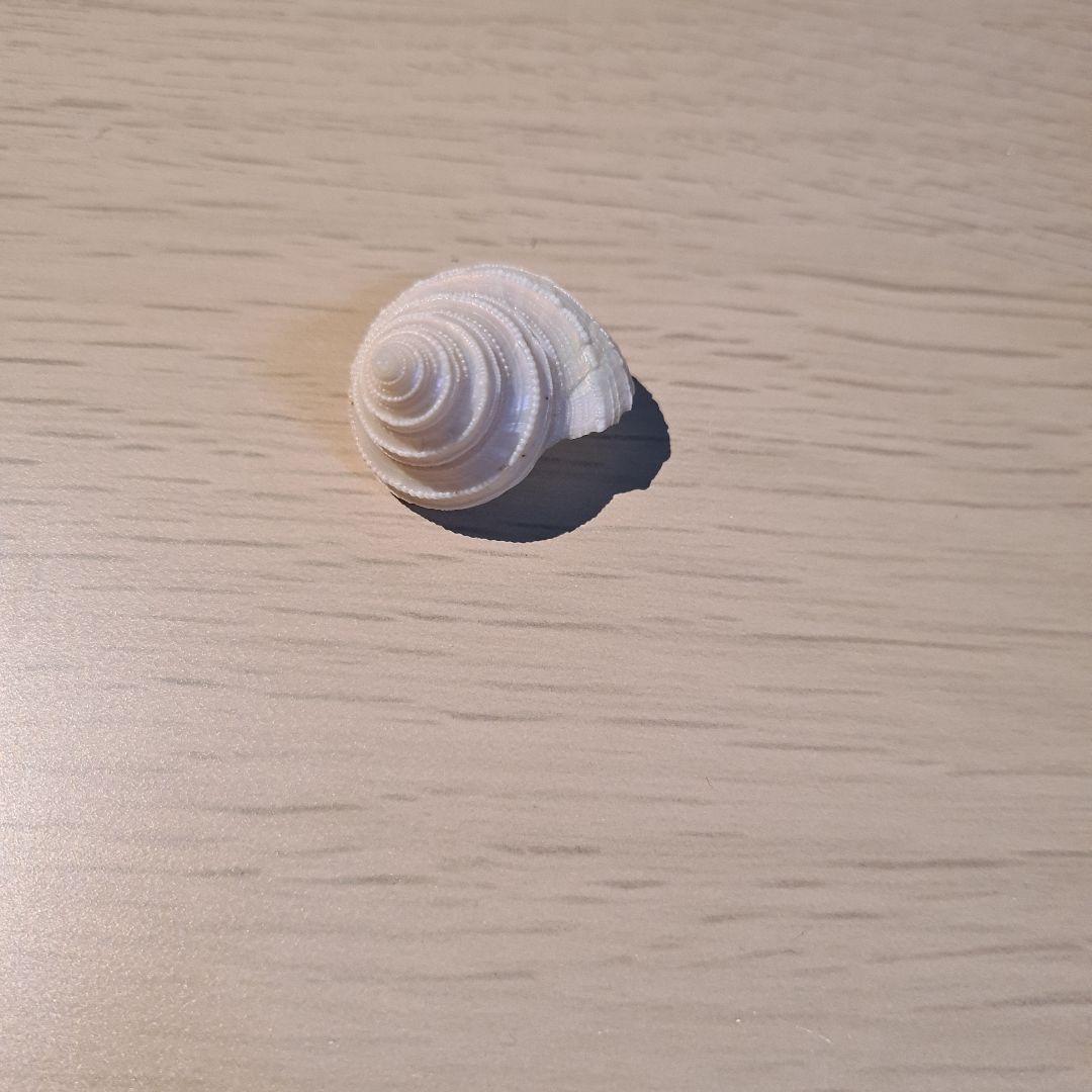 貝殻 Maurea Muriellae