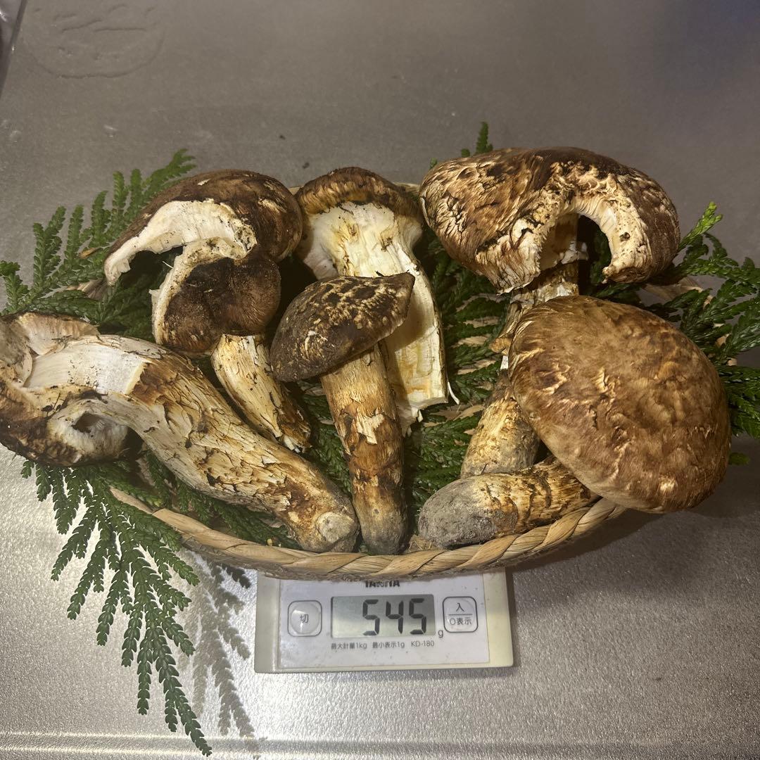 訳あり品‼️国産天然松茸‼️540g‼️