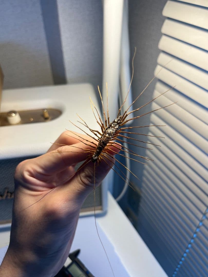 【珍標本】インドのゲジゲジ 奇蟲 昆虫 ムカデ人間サソリモドキタランチュラ