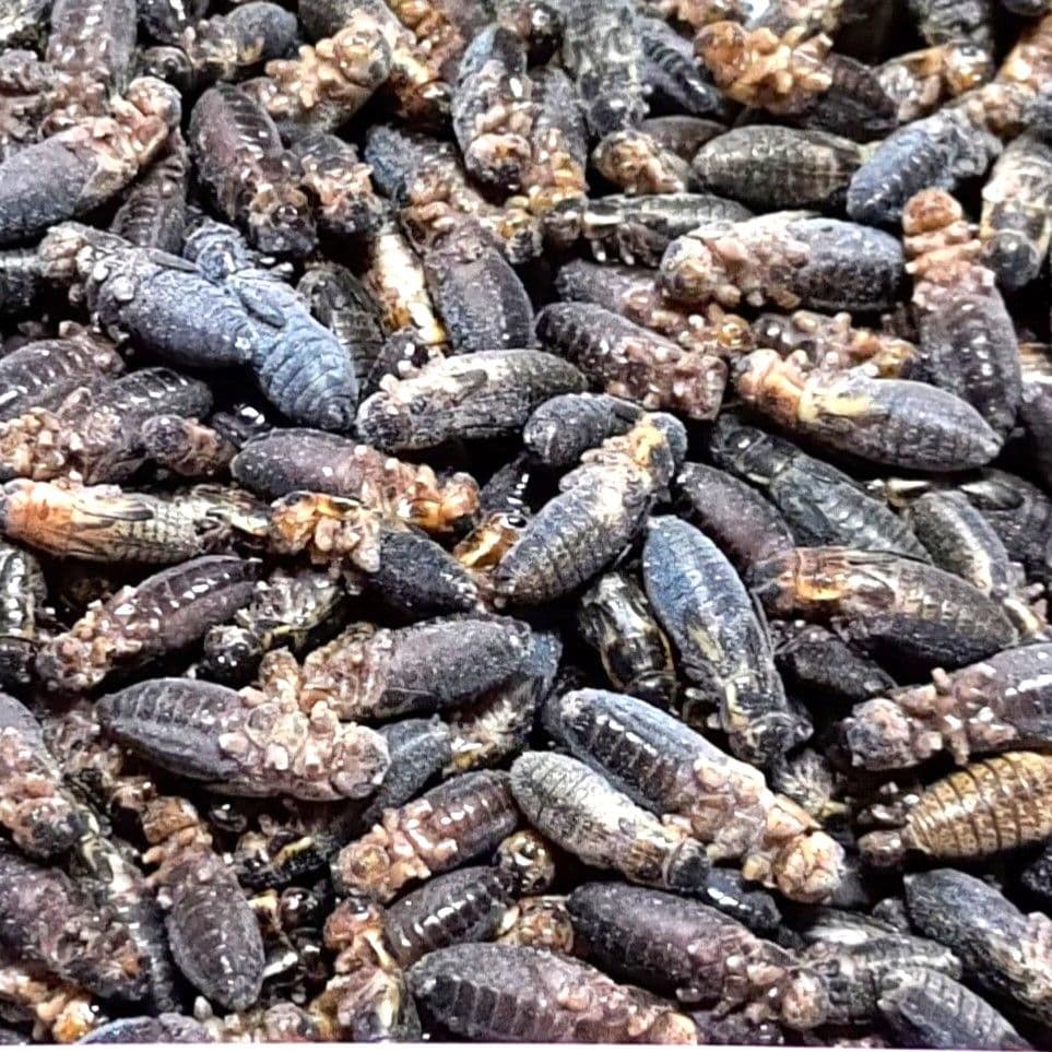 冷凍コオロギ Mサイズ 2kg 爬虫類 両生類 小動物 アロワナ フトアゴ等