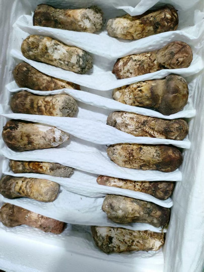 数量限定超特価！！中国雲南省産　新鮮松茸　 つぼみS 約1kg