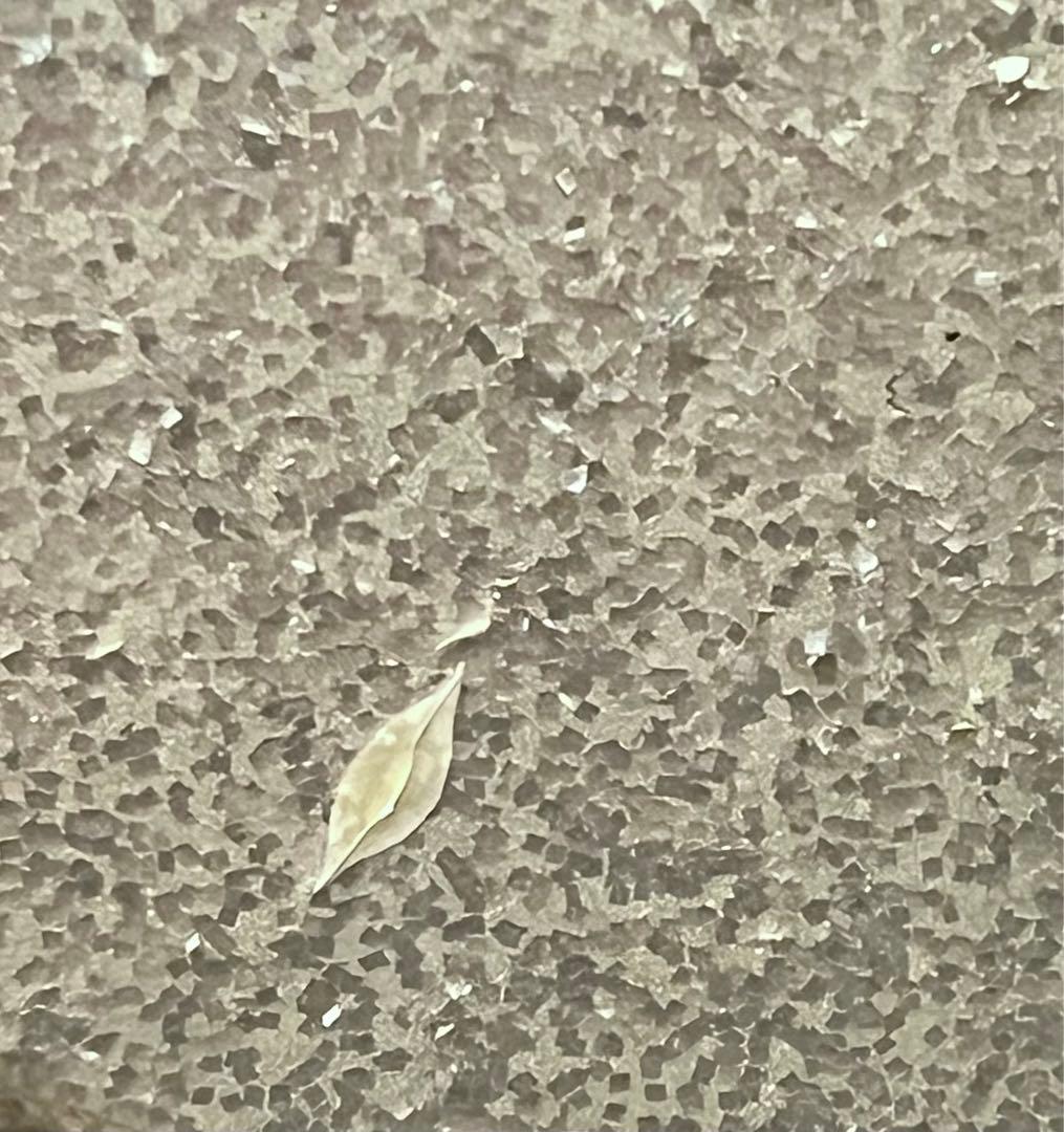 激レア　burny LV-115KK フライングV ラルク　ken ピンクエレキ