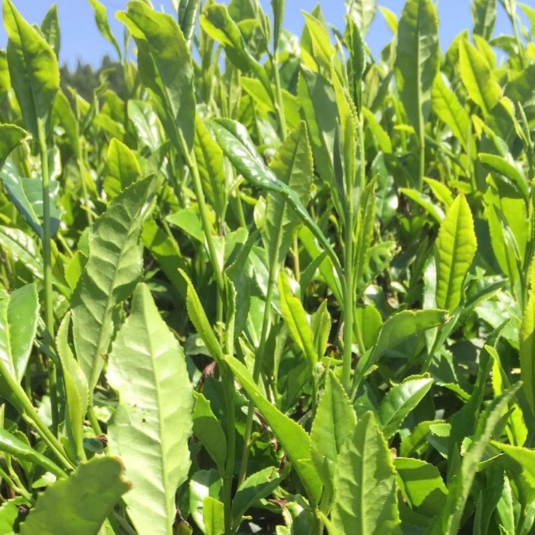 八女茶，新茶(特上煎茶)1000円5袋750円5袋 ライラです。