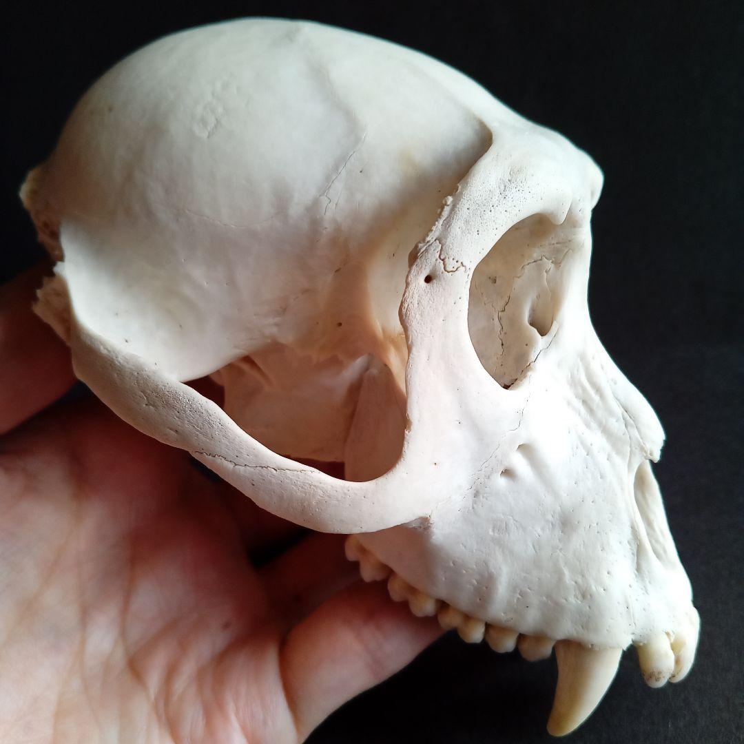 骨格標本　頭骨　ニホンザル　霊長類　スカル